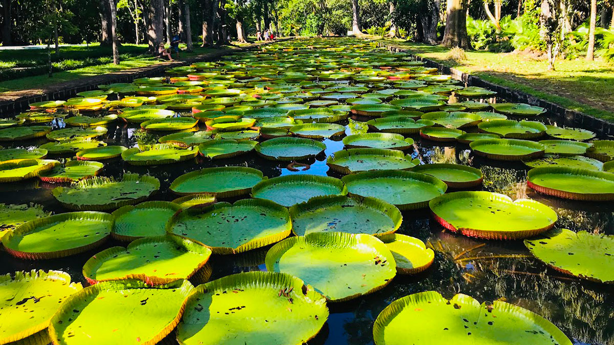 Le Jardin de Pamplemousses : Un Paradis Botanique à l'Île Maurice